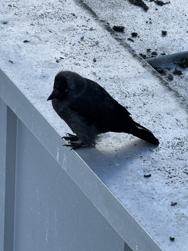 Eurasian Jackdaw