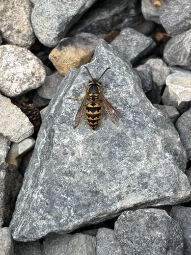 Western Yellowjacket