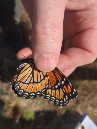 Viceroy