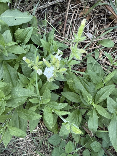 white campion