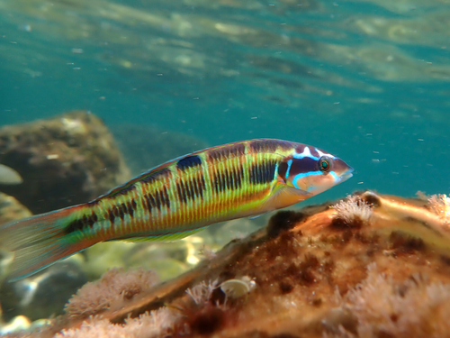 Ornate Wrasse