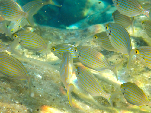 Salema Porgy