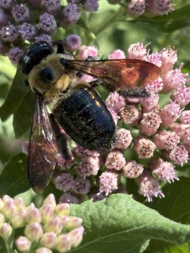 Eastern Carpenter Bee