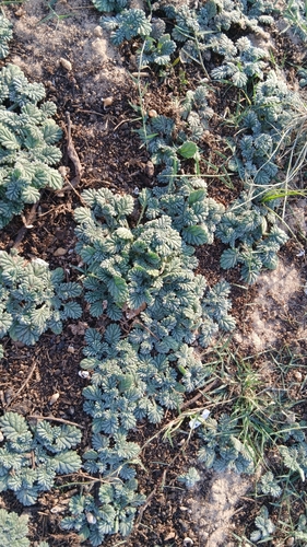 Coldenia procumbens