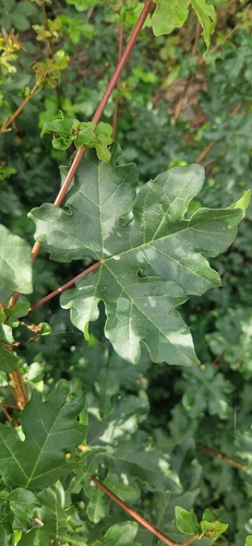 field maple