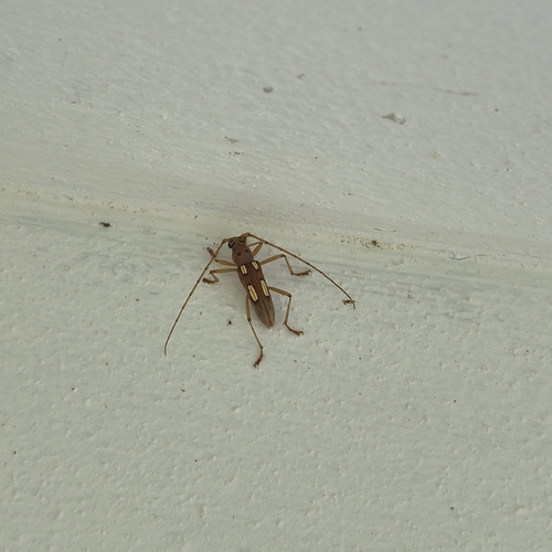 Eburia quadrimaculata