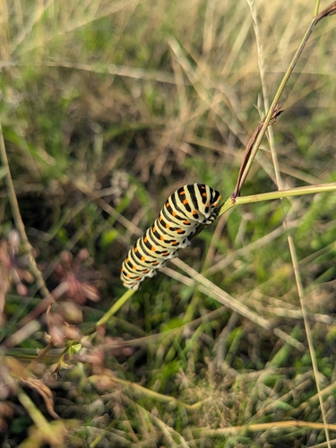 Old World Swallowtail