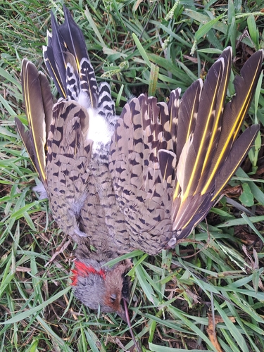 Northern Flicker