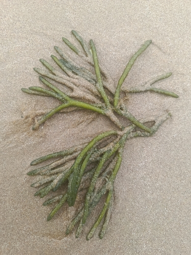 Dead Man's Fingers