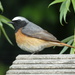 Common Redstart - Photo (c) Nicolas Roche, all rights reserved