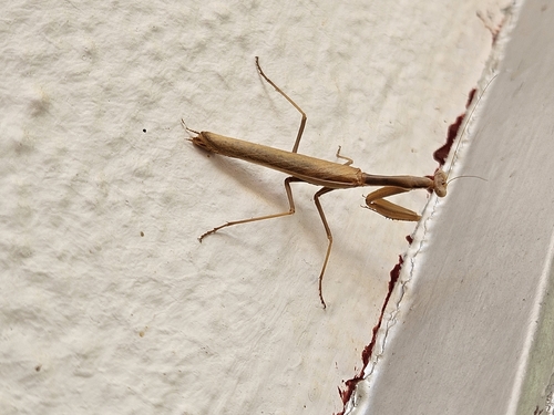 Mediterranean Mantis