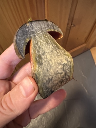 Dotted Stem Bolete