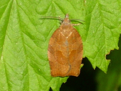 Dark Fruit-tree Tortrix