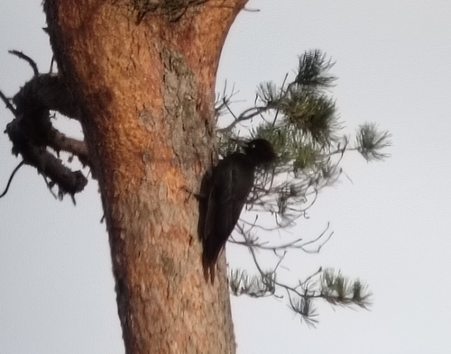 Black Woodpecker