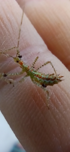Leafhopper Assassin Bug
