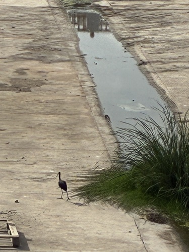 Glossy Ibis