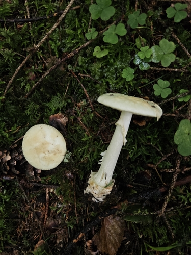 False Death-cap