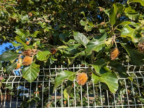 European beech