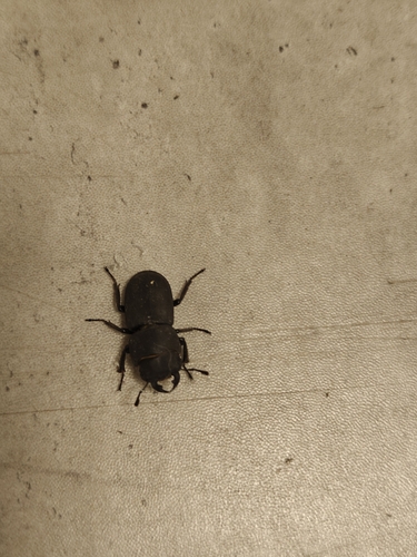 Lesser Stag Beetle