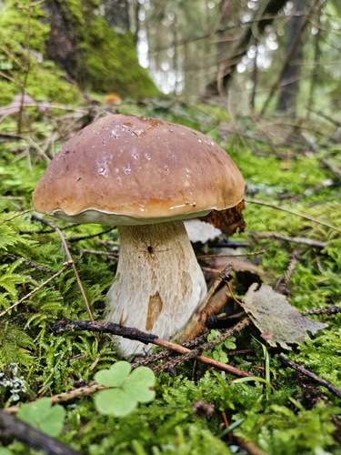 King Bolete