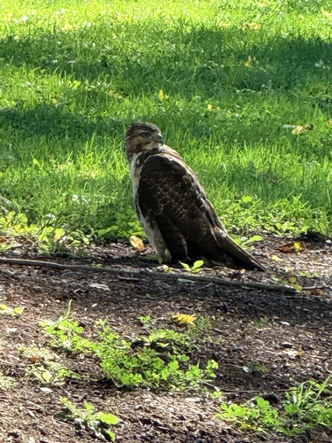 Red-tailed Hawk