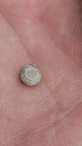 Hairy Snail