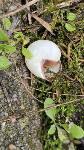 Brown-lipped Snail