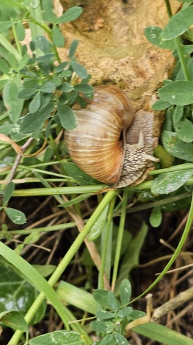 Roman Snail