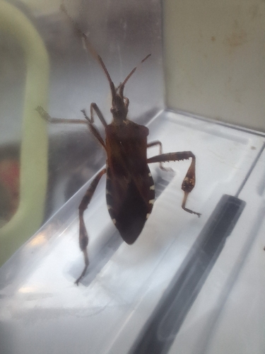 Western Conifer Seed Bug