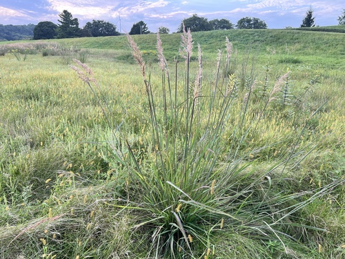 Indiangrass