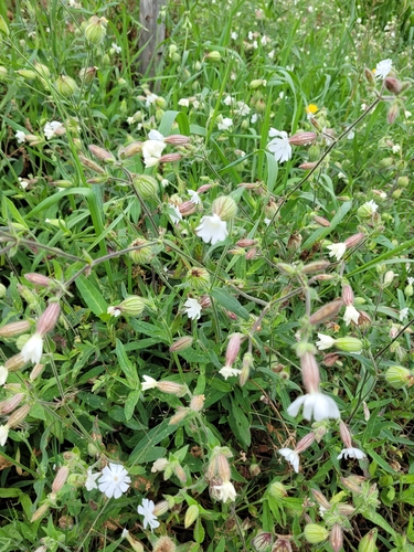 white campion