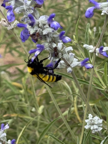 Sonoran Bumble Bee