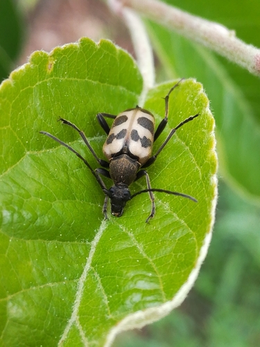 speckled longhorn beetle