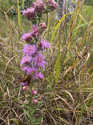 rough blazing star
