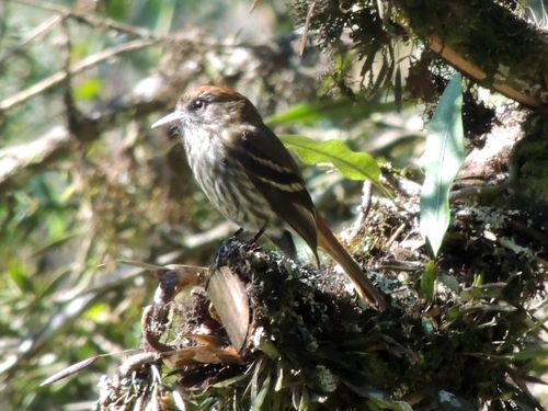 Blue-billed Black-Tyrant