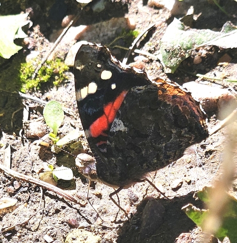 Red Admiral
