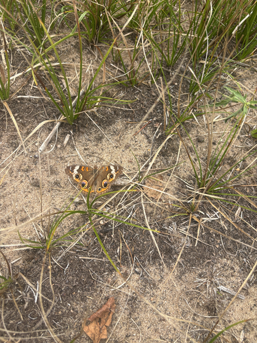 Common Buckeye