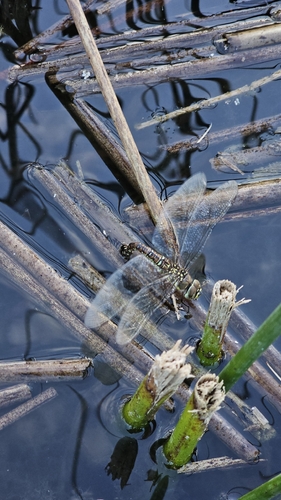Migrant Hawker