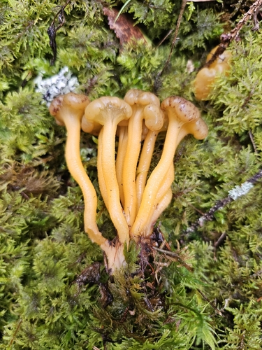 Ochre Jelly Club