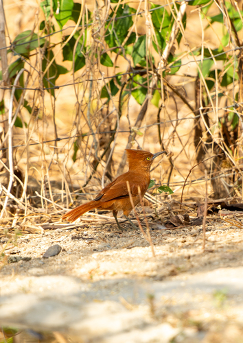 Caatinga Cacholote