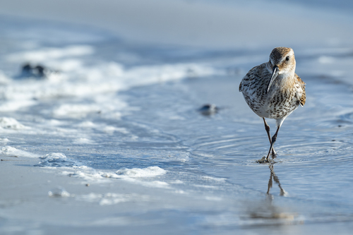 Dunlin