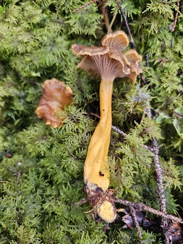 Yellowfoot