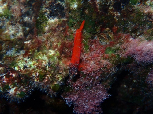 Small Triplefin Blenny
