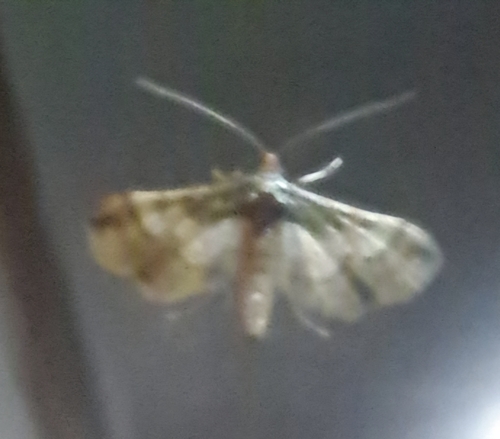 Ornate Hydriris Moth