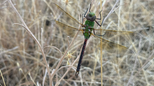 Common Green Darner