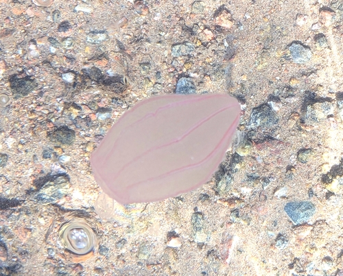 Northern Comb Jelly