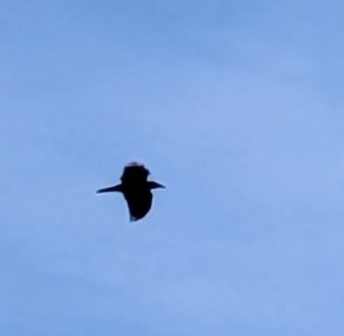 Common Raven