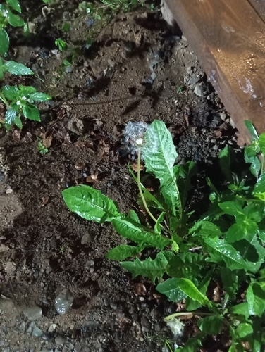 common dandelion