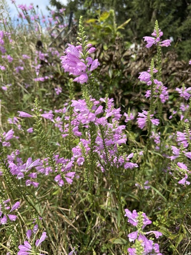 obedient plant