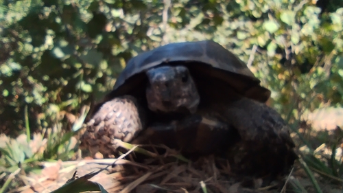 Greek Tortoise